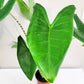 Alocasia zebrina-Plants-ThePaintedLeaf