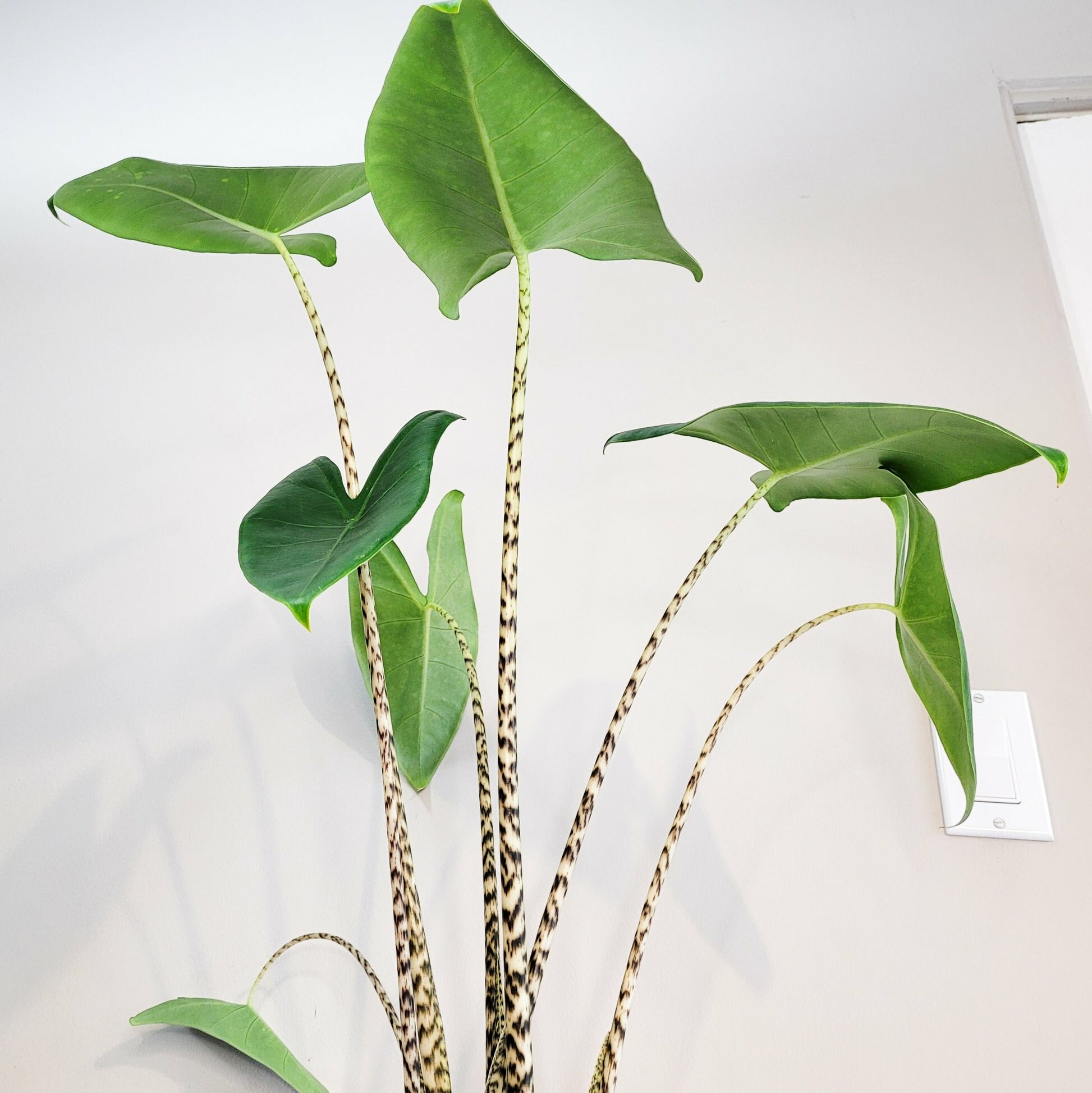 Alocasia zebrina-Plants-ThePaintedLeaf