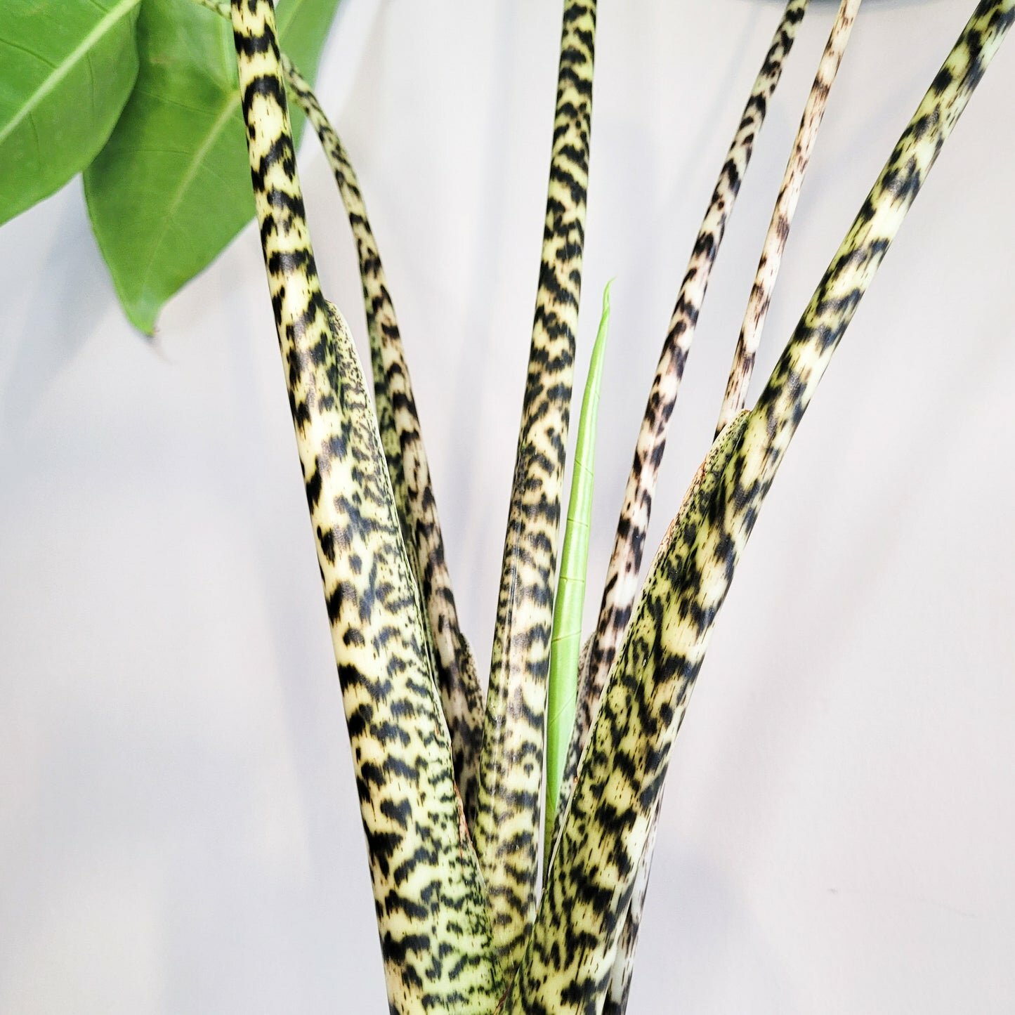 Alocasia zebrina-Plants-ThePaintedLeaf