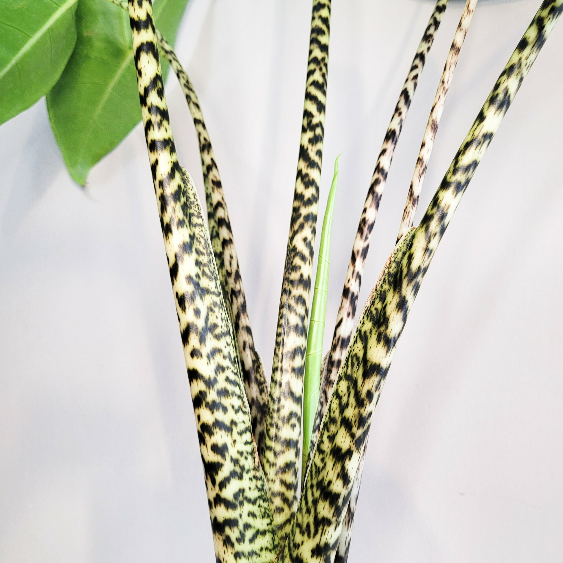 Alocasia zebrina-Plants-ThePaintedLeaf