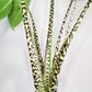 Alocasia zebrina-Plants-ThePaintedLeaf