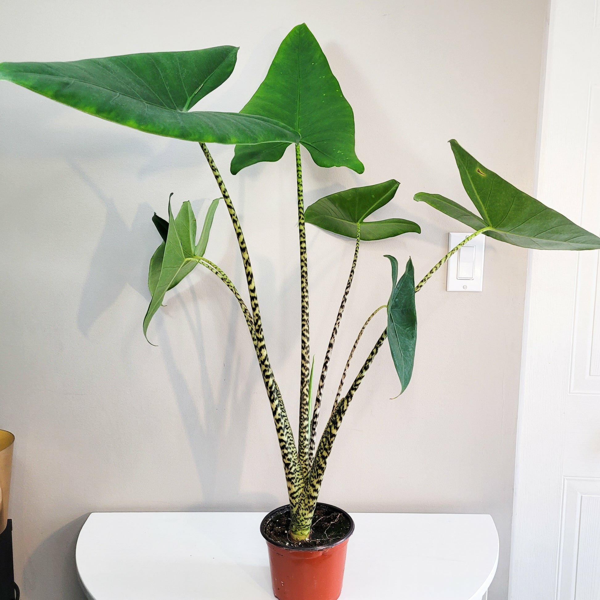 Alocasia zebrina-Plants-ThePaintedLeaf