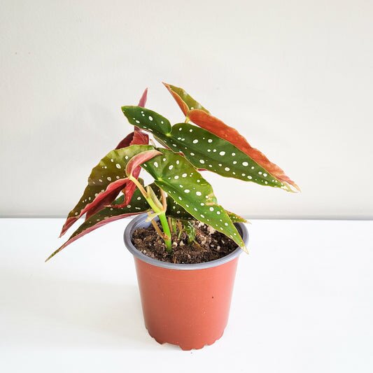 Begonia maculata - Polka dot plant-plant-ThePaintedLeaf
