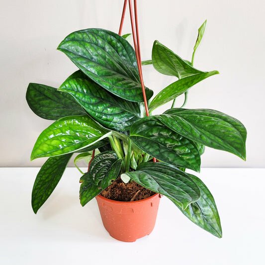 Monstera karstenianum - Peru-plant-ThePaintedLeaf