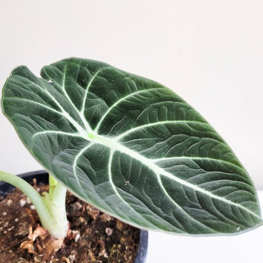 Alocasia reginula - Black Velvet-Plants-ThePaintedLeaf