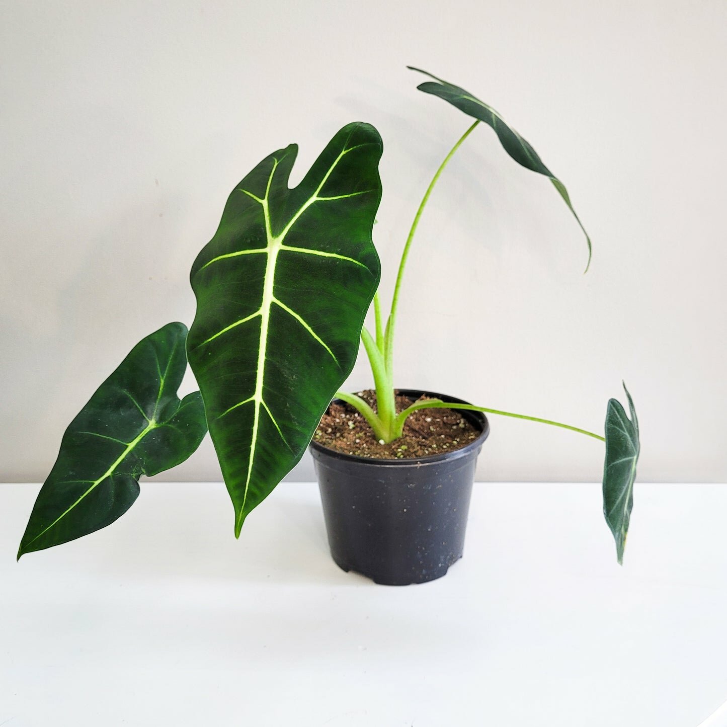 Alocasia micholitziana- Frydek-Plants-ThePaintedLeaf