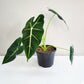 Alocasia micholitziana- Frydek-Plants-ThePaintedLeaf