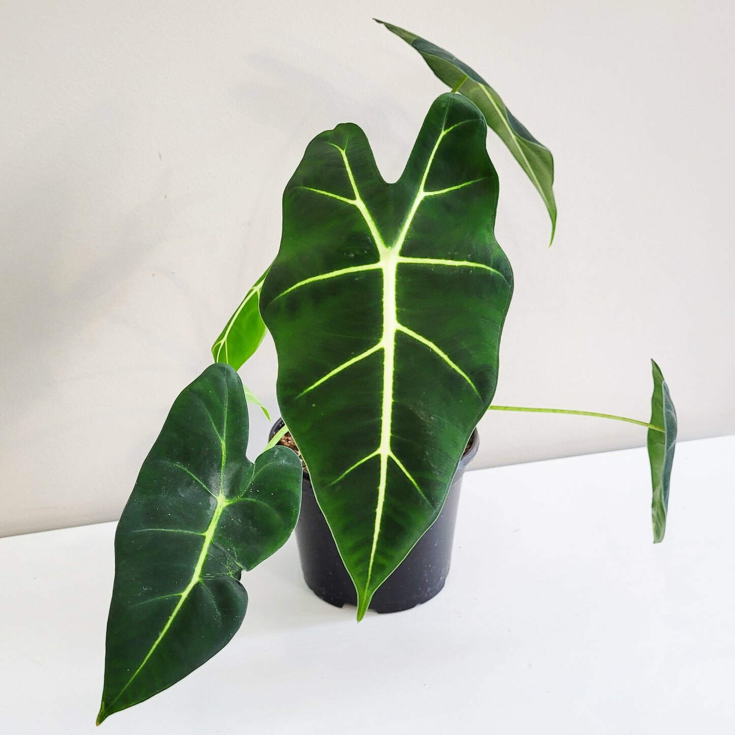 Alocasia micholitziana- Frydek-Plants-ThePaintedLeaf