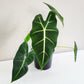 Alocasia micholitziana- Frydek-Plants-ThePaintedLeaf