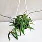 Hoya shepherdii-ThePaintedLeaf