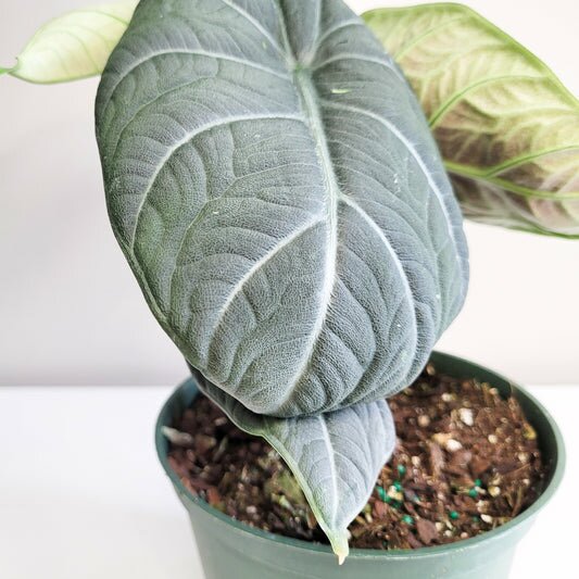 Alocasia Maharani-ThePaintedLeaf