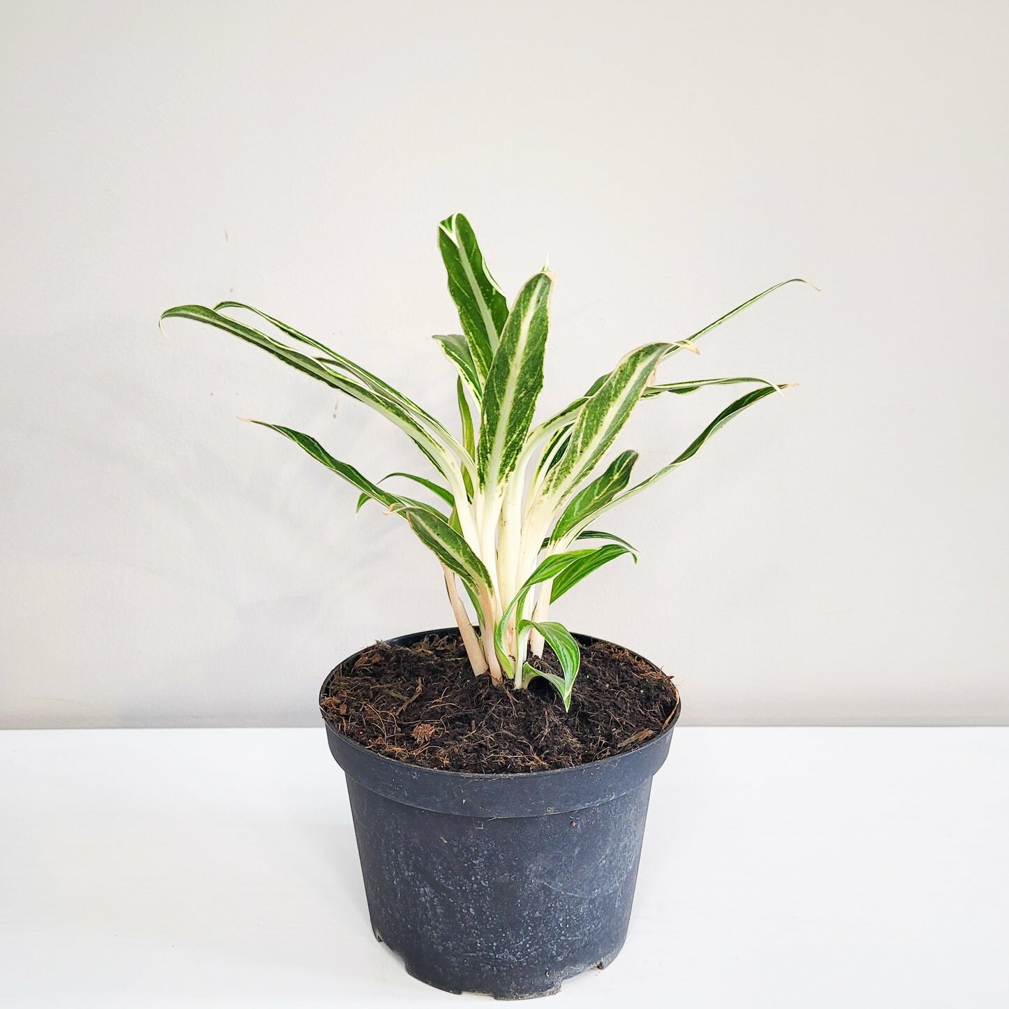 Aglaonema commutatum - Rice-plant-ThePaintedLeaf