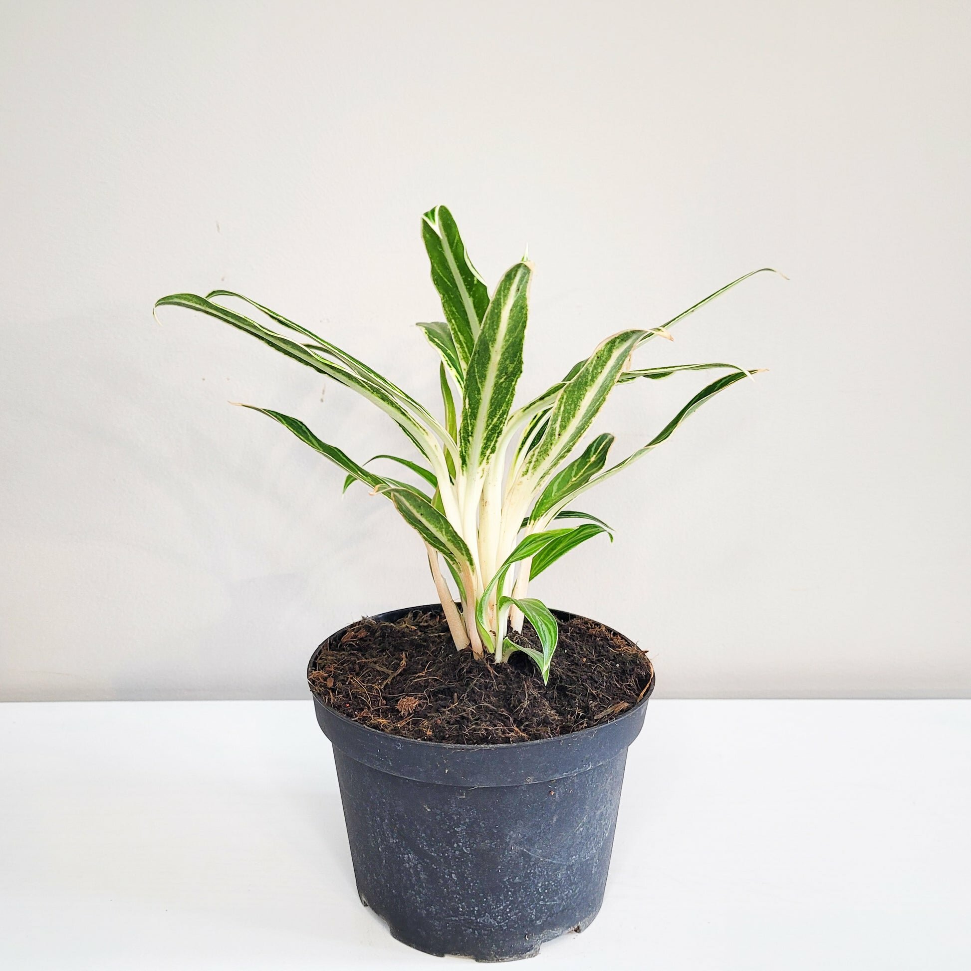 Aglaonema commutatum - Rice-plant-ThePaintedLeaf
