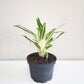 Aglaonema commutatum - Rice-plant-ThePaintedLeaf