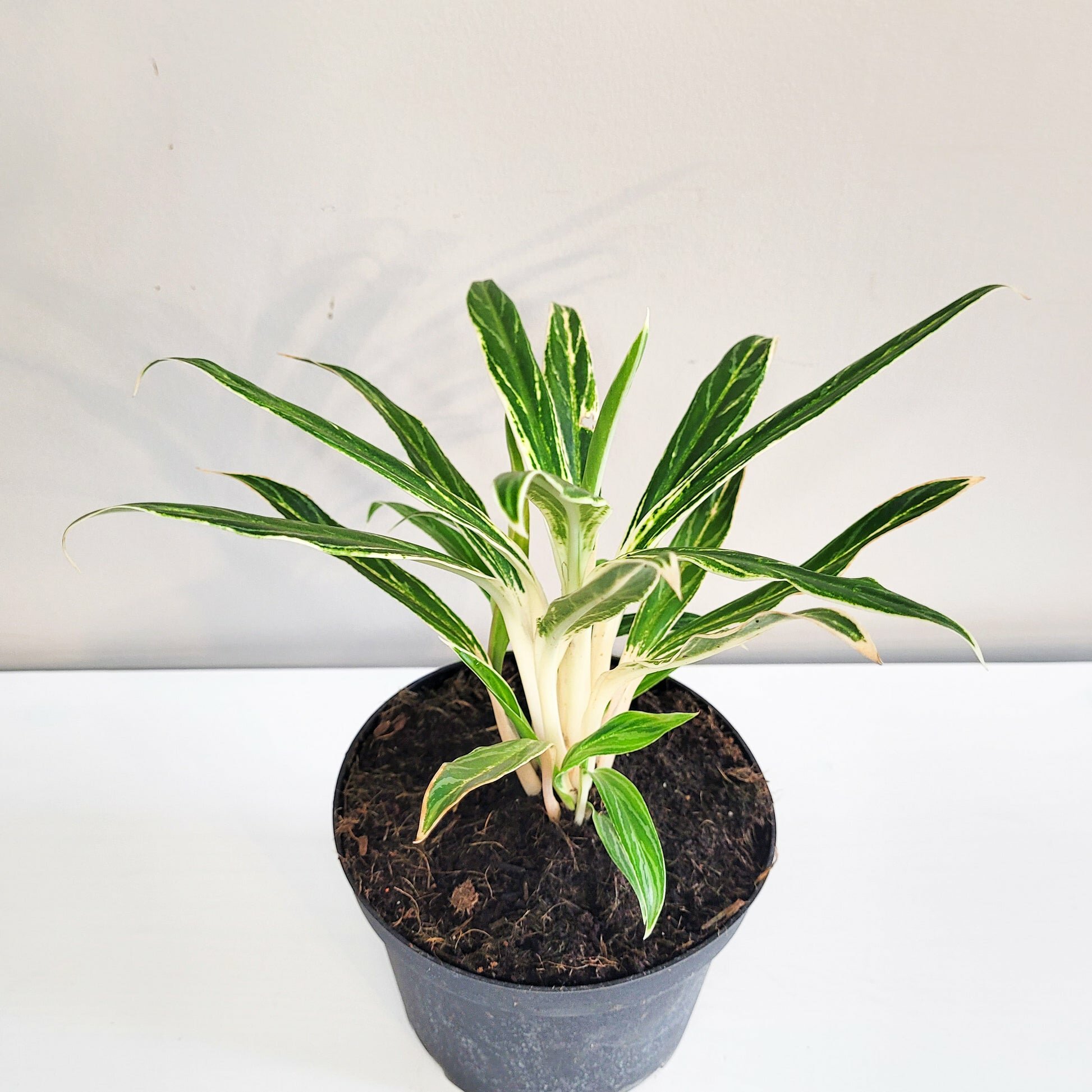Aglaonema commutatum - Rice-plant-ThePaintedLeaf