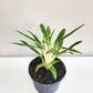 Aglaonema commutatum - Rice-plant-ThePaintedLeaf