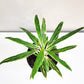 Aglaonema commutatum - Rice-plant-ThePaintedLeaf