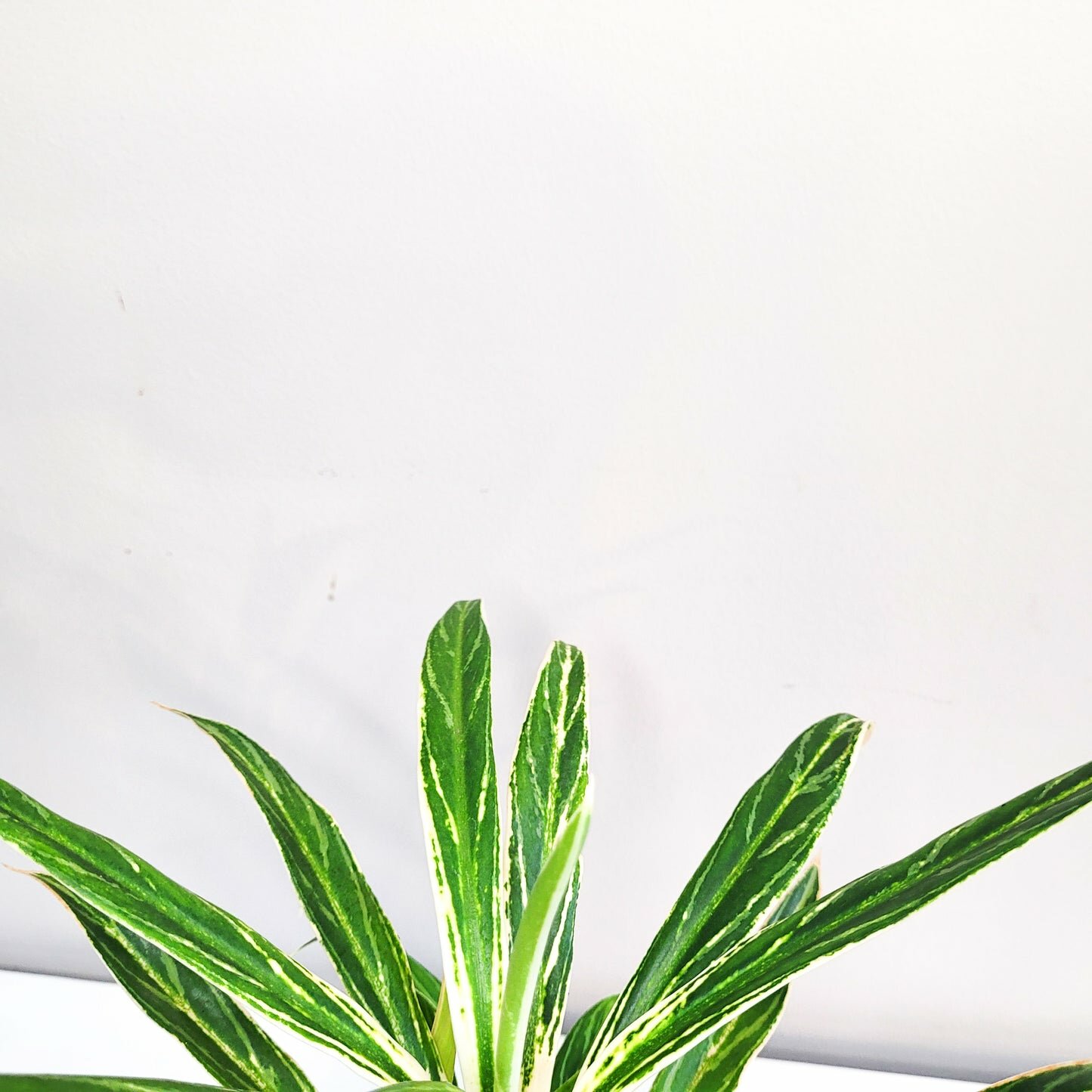 Aglaonema commutatum - Rice-plant-ThePaintedLeaf