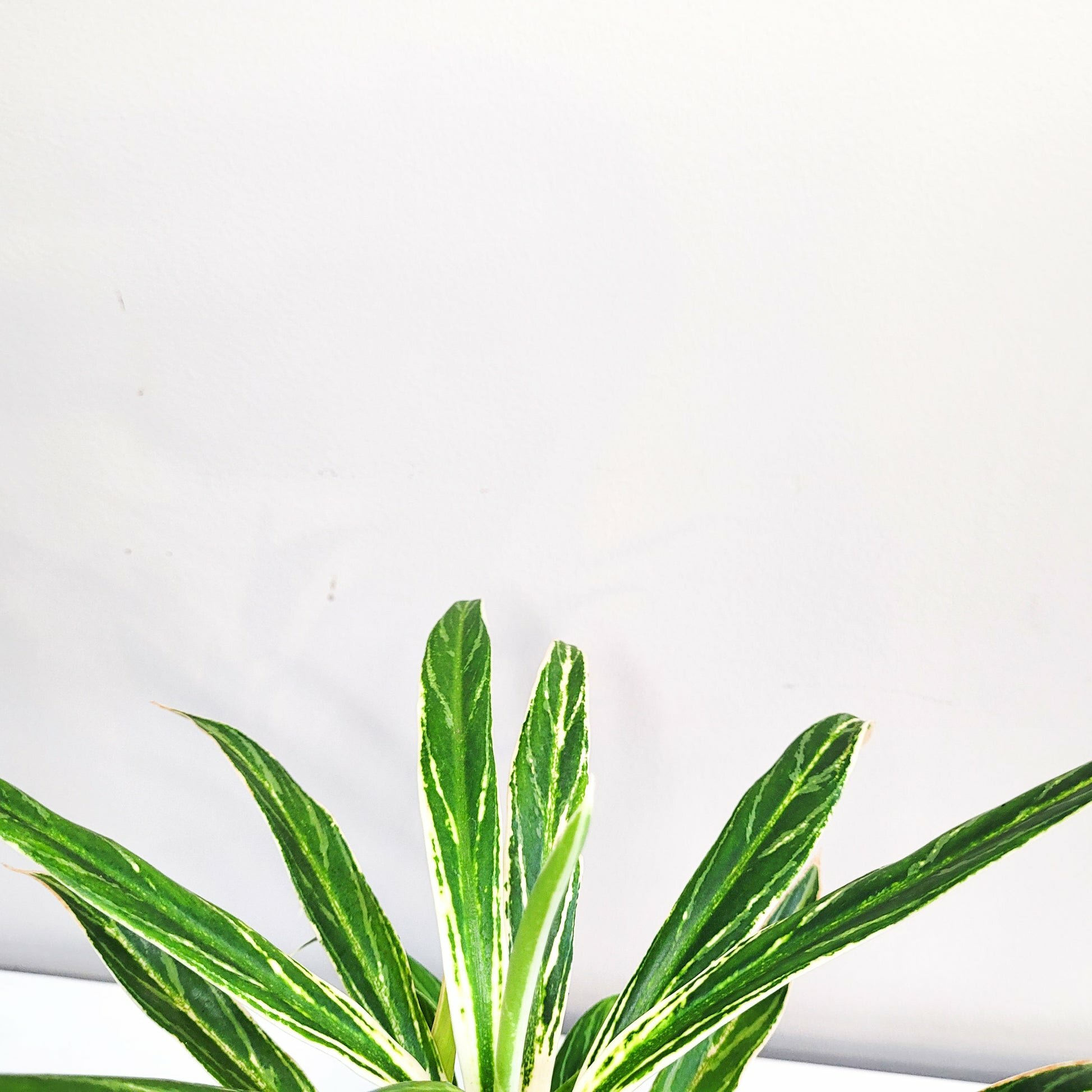 Aglaonema commutatum - Rice-plant-ThePaintedLeaf