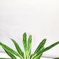 Aglaonema commutatum - Rice-plant-ThePaintedLeaf