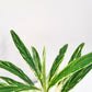 Aglaonema commutatum - Rice-plant-ThePaintedLeaf
