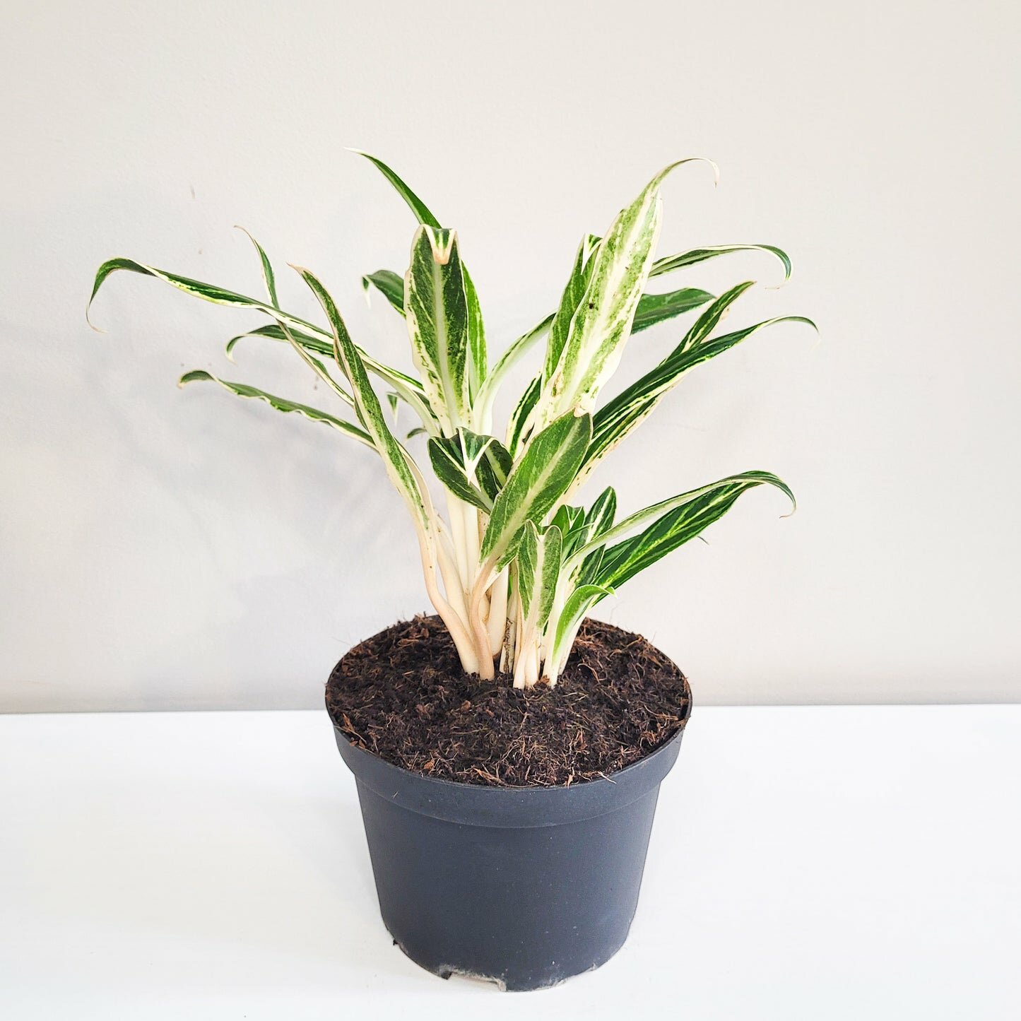 Aglaonema commutatum - Rice-plant-ThePaintedLeaf