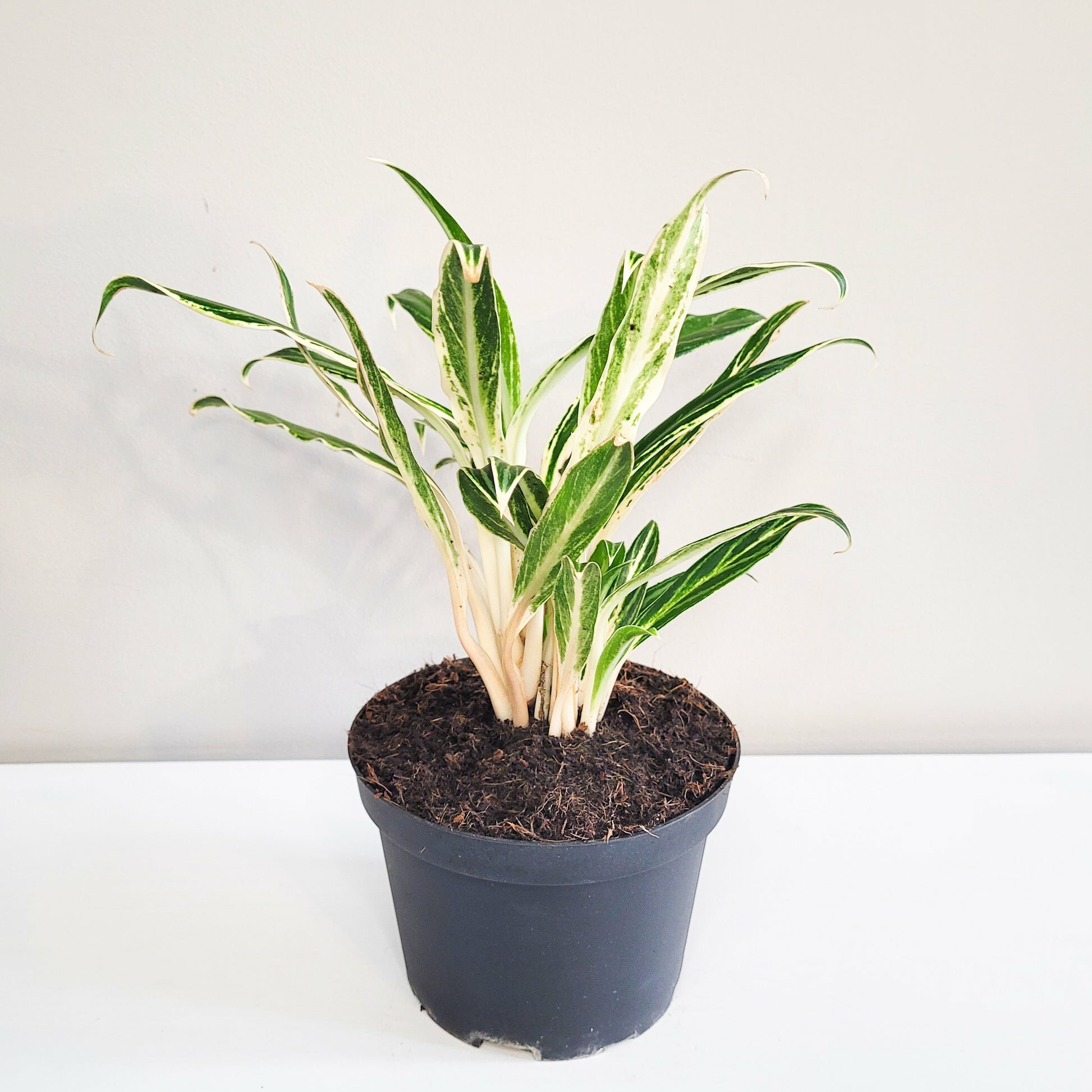 Aglaonema commutatum - Rice-plant-ThePaintedLeaf