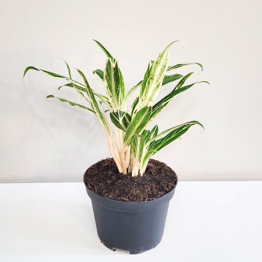 Aglaonema commutatum - Rice-plant-ThePaintedLeaf