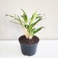 Aglaonema commutatum - Rice-plant-ThePaintedLeaf