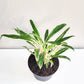 Aglaonema commutatum - Rice-plant-ThePaintedLeaf