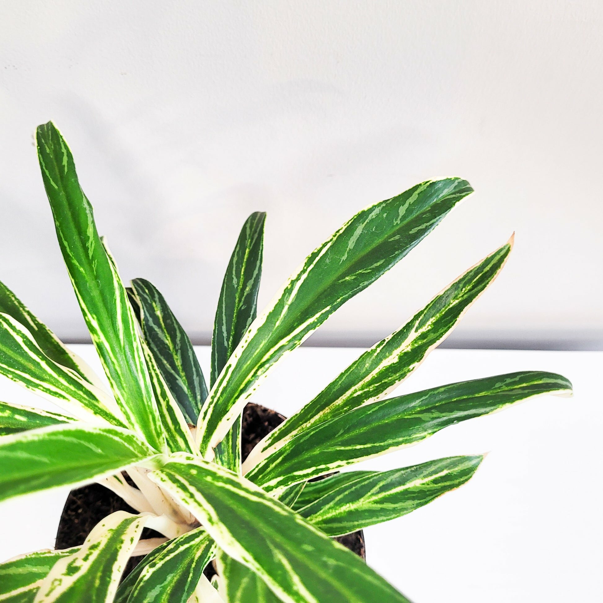 Aglaonema commutatum - Rice-plant-ThePaintedLeaf