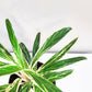 Aglaonema commutatum - Rice-plant-ThePaintedLeaf