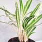 Aglaonema commutatum - Rice-plant-ThePaintedLeaf
