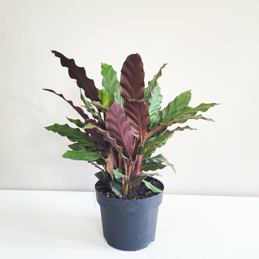 Calathea rufibarba